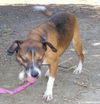WishBone
