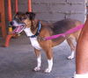 WishBone