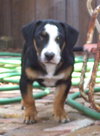 Mowgli