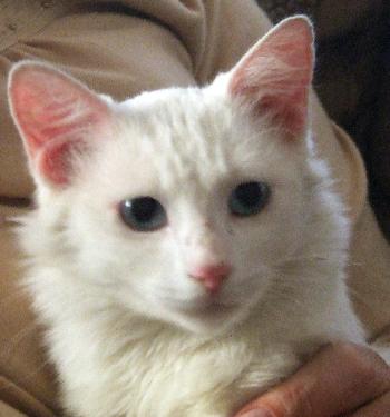 Snowbelle