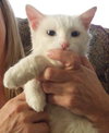 Snowbelle