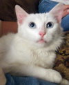 Snowbelle