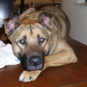 Roscoe