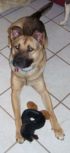 Roscoe