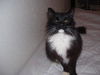 Lola