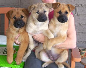 Lily, Daisy &Sam
