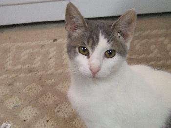 Suki
