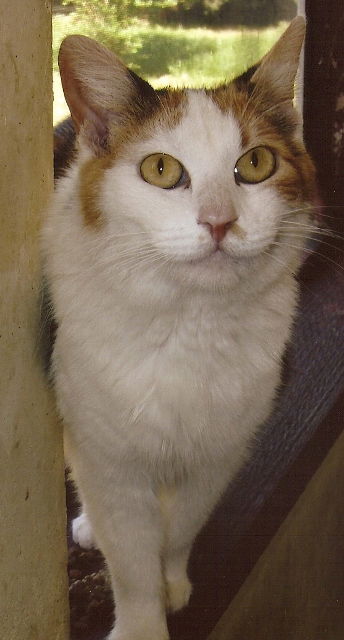 Guinevere