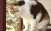 Guinevere