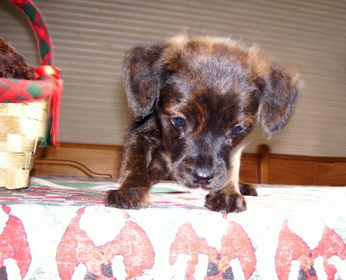 Snickerdoodle