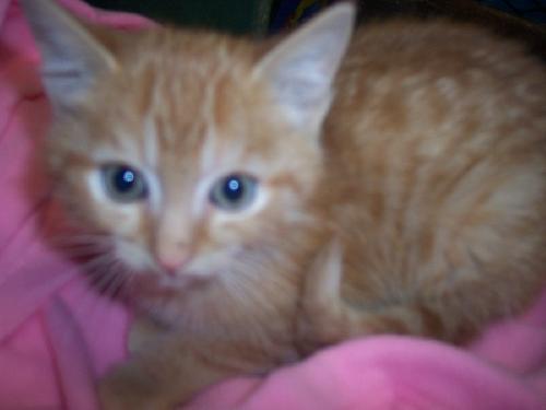 Sherbert