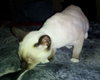 Romeo