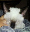 Romeo