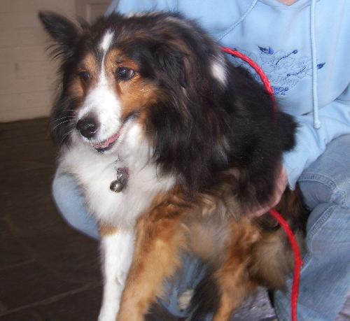 Sheena