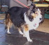Sheena