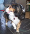 Sheena