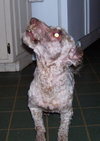Cyrano