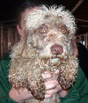 Cyrano
