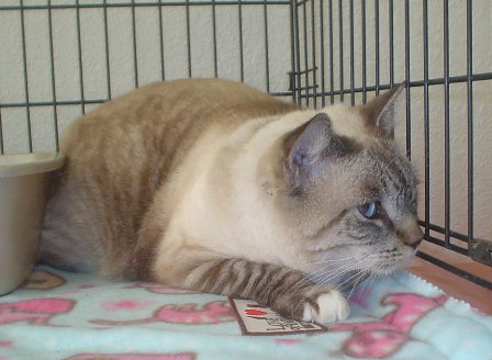 Sweet William