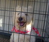 Snowball
