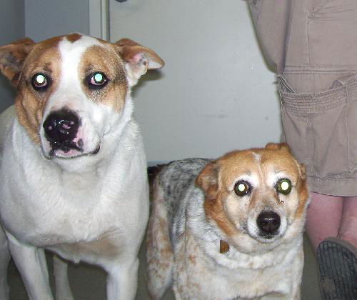 Chili & Samson