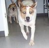 Chili & Samson