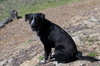 Lucy Dog