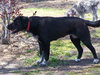 Lucy Dog