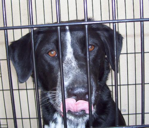 Lucy Dog
