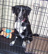 Lucy Dog