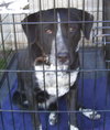 Lucy Dog