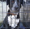 Lucy Dog