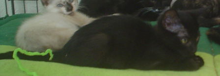 Pepper