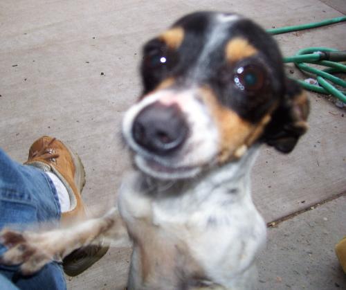 Stella