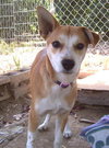 Sheba