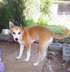 Sheba