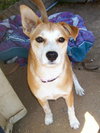Sheba