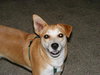 Sheba