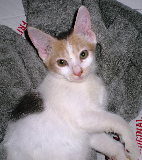 Coco