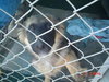 Shilo