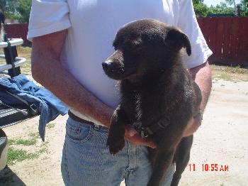 Little Bear