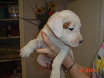 Puppy#2