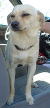 Chuck