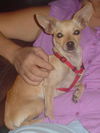 Poppy