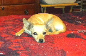 Poppy