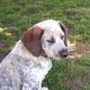 Skeeter