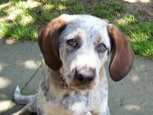Skeeter