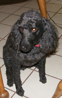 Pierre