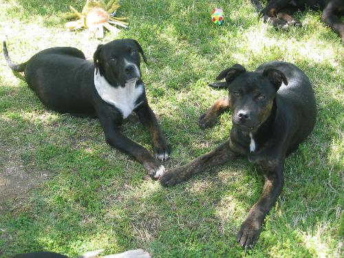Cisco & Scout