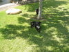 Cisco & Scout